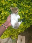 Male British Shorthair Kitten (1-3 Months) - 2