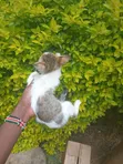 Male British Shorthair Kitten (1-3 Months) - 3