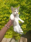 Male British Shorthair Kitten (1-3 Months) - 4