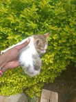 Male British Shorthair Kitten (1-3 Months) - 5
