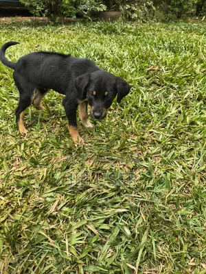 Male Mixed Breed Rottweiler Puppy