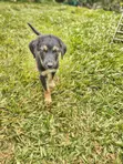 Male Mixed Breed Rottweiler Puppy - 2