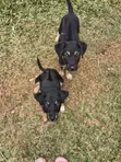 Male Mixed Breed Rottweiler Puppy - 3