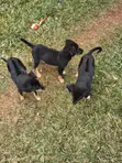 Male Mixed Breed Rottweiler Puppy - 4