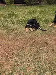 Male Mixed Breed Rottweiler Puppy - 5