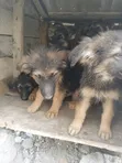 Mbwa wa Kijerumani wa Kiume Mwezi 1-3 Safi - 1