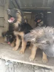 Mbwa wa Kijerumani wa Kiume Mwezi 1-3 Safi - 2