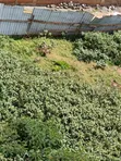 Ruaka Prime 100x100 Plot for Sale - 3