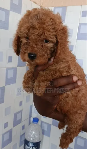 1-3 Month Male Purebred Poodle Puppy