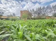 Quarter Acre Residential Plot for Sale at Juja - 2
