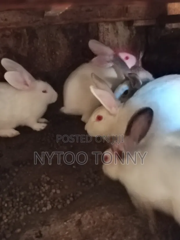 Hybrid Chinchilla Rabbits for Sale - 1
