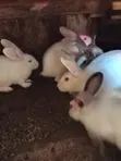Hybrid Chinchilla Rabbits for Sale - 1