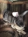 Hybrid Chinchilla Rabbits for Sale - 2