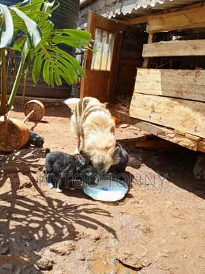 Female Japanese Spitz Puppy (1-3 Months)