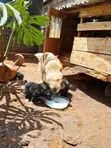Female Japanese Spitz Puppy (1-3 Months) - 1