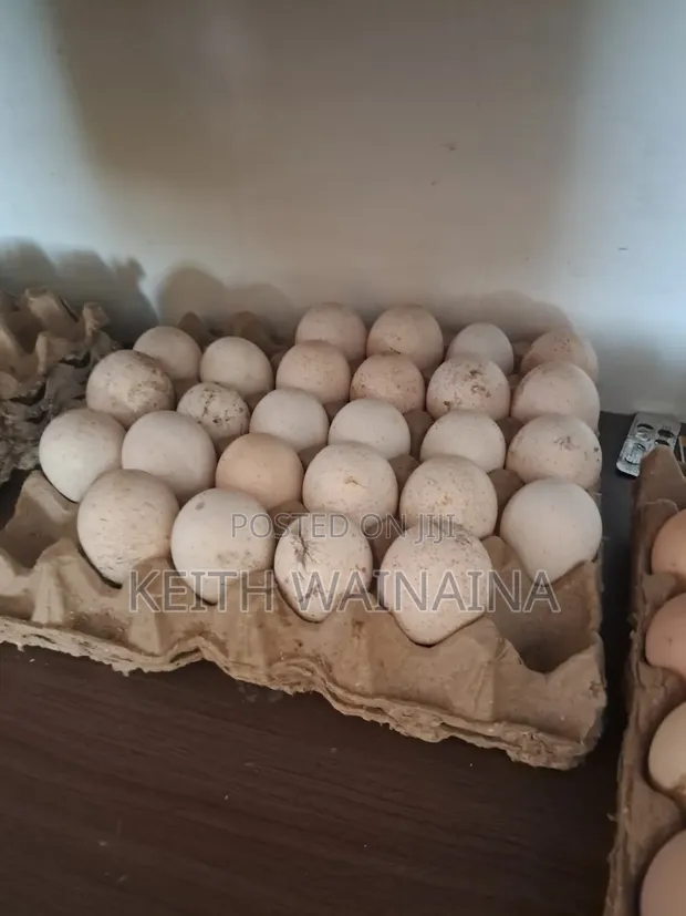Kuku wa Nyama na Mayai ya Kuku wa Nyama - 1