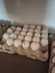 Kuku wa Nyama na Mayai ya Kuku wa Nyama - 1