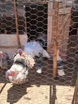 Kuku wa Nyama na Mayai ya Kuku wa Nyama - 2