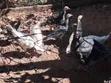 Kuku wa Nyama na Mayai ya Kuku wa Nyama - 3