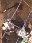 Kuku wa Nyama na Mayai ya Kuku wa Nyama - 4