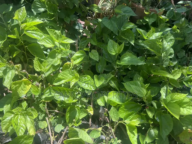 Mulberry Seedlings for Sale - 1