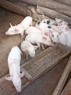 Simmons Piggery: Nguruwe Wachanga Wenye Afya (Miezi 2)