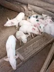 Simmons Piggery: Healthy 2-Month-Old Piglets - 1