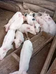 Simmons Piggery: Healthy 2-Month-Old Piglets - 2