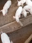 Simmons Piggery: Healthy 2-Month-Old Piglets - 3