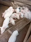 Simmons Piggery: Healthy 2-Month-Old Piglets - 4