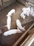 Simmons Piggery: Healthy 2-Month-Old Piglets - 5