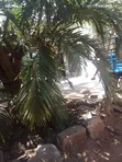 1.2 Acres Commercial Land for Sale, Links Road Nyali - 3