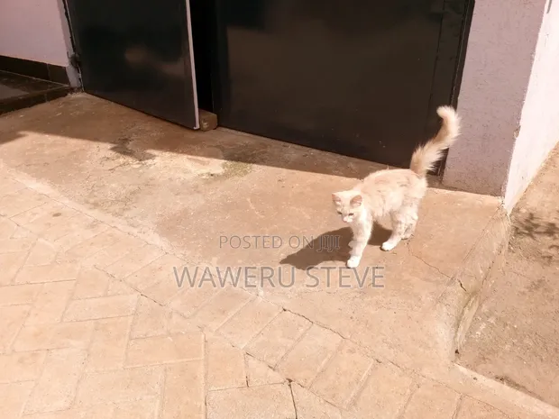Female Tabby Kitten (1-3 Months) - 1