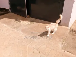 Female Tabby Kitten (1-3 Months)