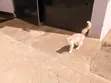 Female Tabby Kitten (1-3 Months) - 1