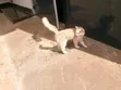 Female Tabby Kitten (1-3 Months) - 2