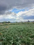 Plots for Sale in Mangu, Kiamunyi - 3