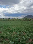 Plots for Sale in Mangu, Kiamunyi - 4