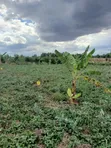 Plots for Sale in Mangu, Kiamunyi - 5