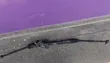 Toyota Premio Steering Rack (Refurbished) - 2