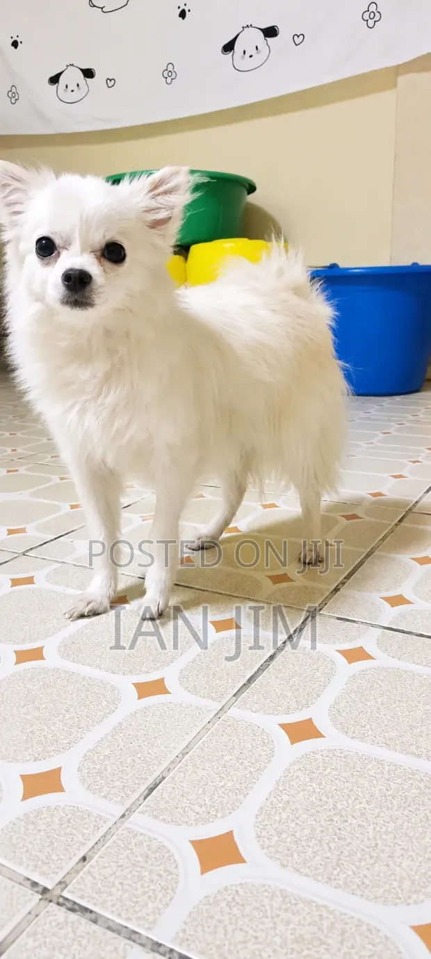 Purebred Chihuahua Puppy - 3-6 Months - 1
