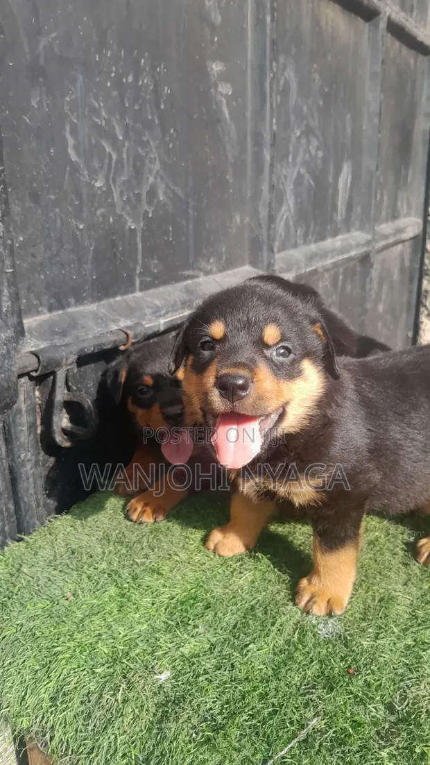 Female Purebred Rottweiler Puppy (1-3 Months) - 1
