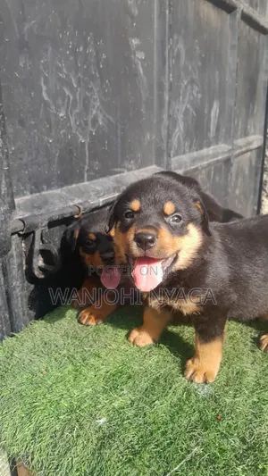 Rottweiler Kike Safi (Miezi 1-3)