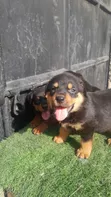 Female Purebred Rottweiler Puppy (1-3 Months) - 1