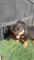 Female Purebred Rottweiler Puppy (1-3 Months) - 2
