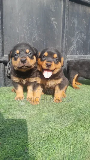 Female Purebred Rottweiler Puppy (1-3 Months)