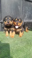 Female Purebred Rottweiler Puppy (1-3 Months) - 3
