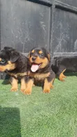 Female Purebred Rottweiler Puppy (1-3 Months) - 4
