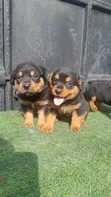 Female Purebred Rottweiler Puppy (1-3 Months) - 5
