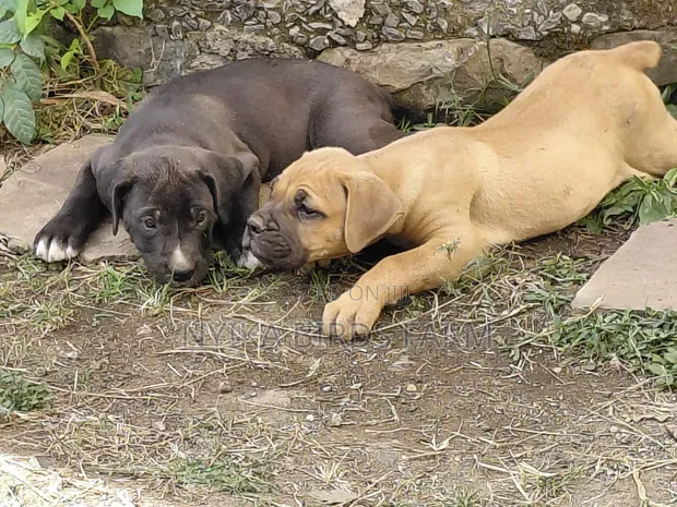 Purebred Boerboel Puppy - 1-3 Months Old, Female - 1